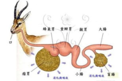 一条反刍的狗,揭秘狗狗为何吐出未消化食物